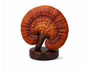 Ganoderma Lucidum: el hongo de la inmortalidad